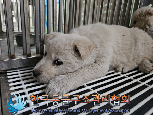 한국동물구조관리협회_441409202500007